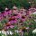 Roter Sonnenhut (Echinacea purpurea) Samen