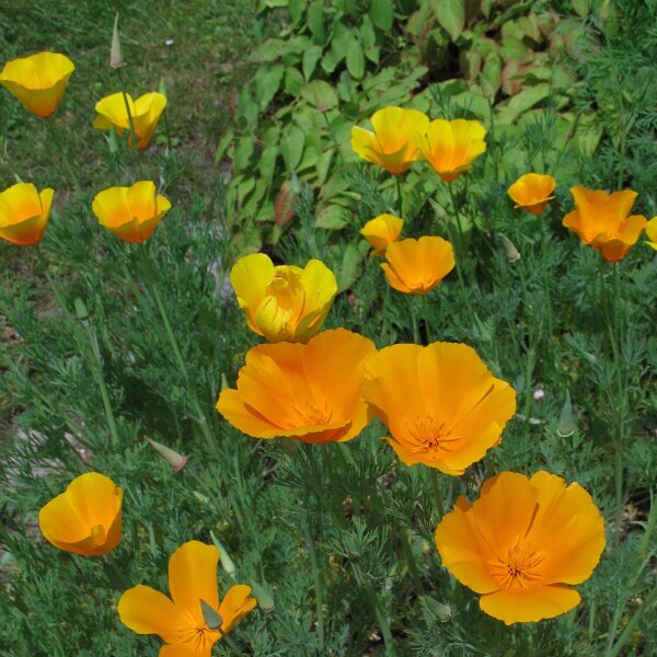 Kalifornischer Goldmohn (Eschscholzia californica) Samen