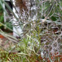 Bronzefenchel Purpureum (Foeniculum vulgare) Samen