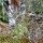 Bronzefenchel Purpureum (Foeniculum vulgare) Samen