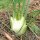 Knollenfenchel Fenchel Romanesco (Foeniculum vulgare var. azoricum) Samen