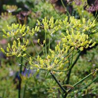 Grüner Gewürzfenchel Dulce (Foeniculum vulgare)...