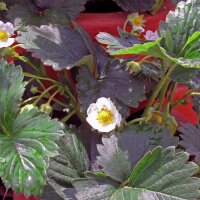 Monatserdbeere (Fragaria vesca var. semperflorens) Samen