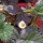 Monatserdbeere (Fragaria vesca var. semperflorens) Samen