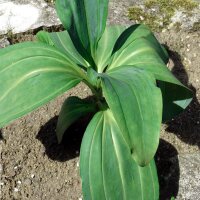 Tibetischer Enzian (Gentiana tibetica) Samen