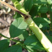 Süßholz (Glycyrrhiza glabra) Samen