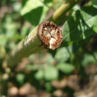 Süßholz (Glycyrrhiza glabra) Samen