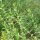 Sinicuichi (Heimia salicifolia) Samen