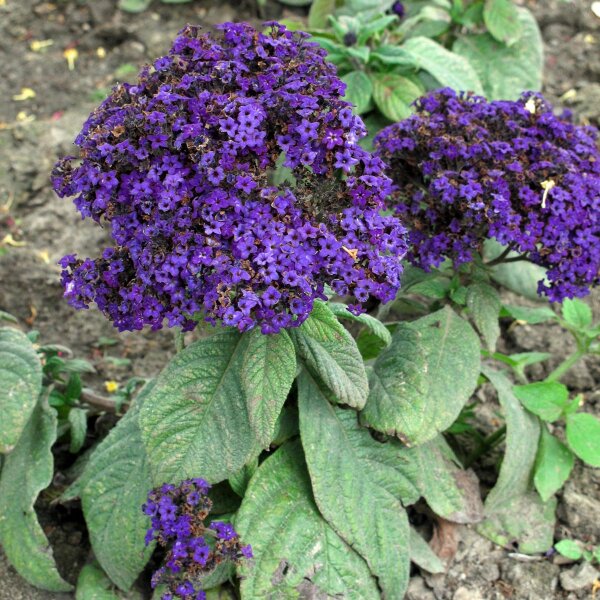 Vanilleblume (Heliotropium arborescens) Samen