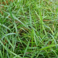 Sweetgrass / Mariengras (Hierochloe odorata) Samen