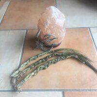 Sweetgrass / Mariengras (Hierochloe odorata) Samen