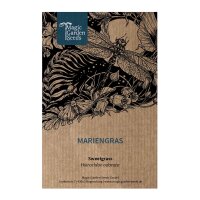 Sweetgrass / Mariengras (Hierochloe odorata) Samen