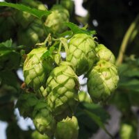 Hopfen (Humulus lupulus) Samen