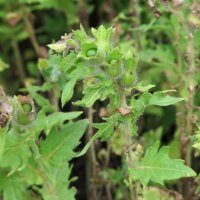 Schwarzes Bilsenkraut (Hyoscyamus niger) Samen