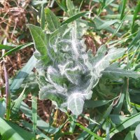 Schwarzes Bilsenkraut (Hyoscyamus niger) Samen