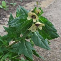 Schwarzes Bilsenkraut (Hyoscyamus niger) Samen