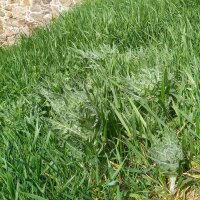 Schwarzes Bilsenkraut (Hyoscyamus niger) Samen