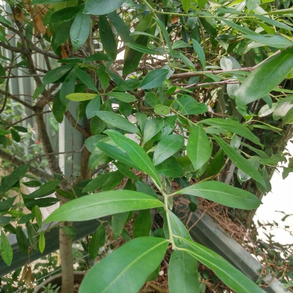 Mate (Ilex paraguariensis) Samen