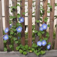 Trichterwinde Heavenly Blue (Ipomoea tricolor) Samen