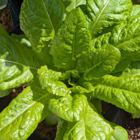 Salat Kasseler Strünkchen (Lactuca sativa) Samen