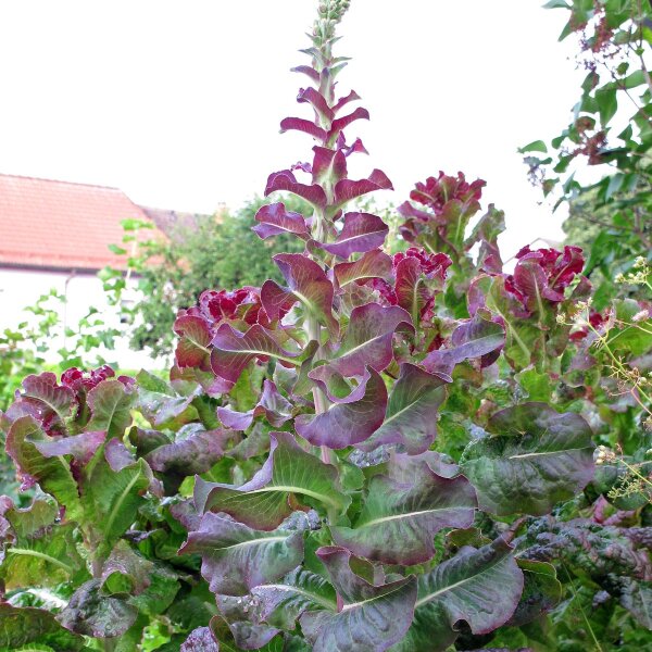 Pflcksalat 'Salad Bowl' (Lactuca sativa) - ca. 500 Samen