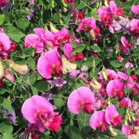 Duftwicke Bijou Mix (Lathyrus odoratus) Samen