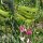 Duftwicke (Lathyrus odoratus) Samen