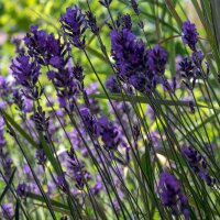 Echter Lavendel (Lavandula angustifolia) Samen