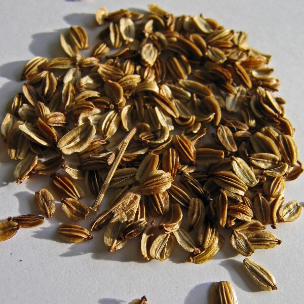 Liebstckel (Levisticum officinale) - ca. 100 Samen