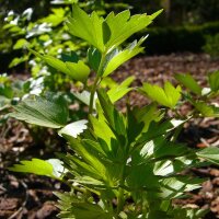 Liebstöckel (Levisticum officinale) Samen