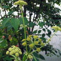 Liebstöckel (Levisticum officinale) Samen