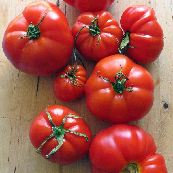 Fleischtomate Marmande (Solanum lycopersicum) Samen