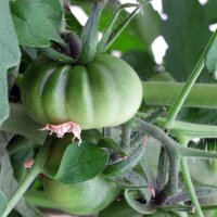 Fleischtomate Marmande (Solanum lycopersicum) Samen