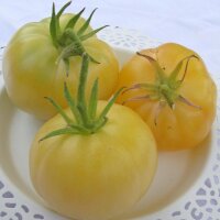 Fleischtomate Weiße Schönheit (Solanum...