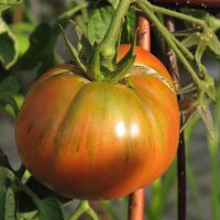 Tomate Schwarze Krim (Solanum lycopersicum)