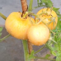 Pfirsich-Tomate Pêche Jaune (Solanum lycopersicum)...