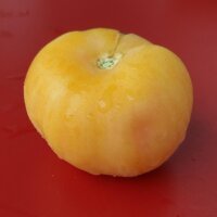Pfirsich-Tomate Pêche Jaune (Solanum lycopersicum) Bio