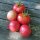 Tomate Berner Rose (Solanum lycopersicum) Samen