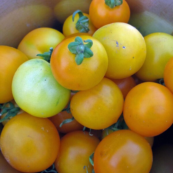 Gelbe Tomate Goldene Königin (Solanum lycopersicum) Samen