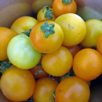 Gelbe Tomate Goldene Königin (Solanum lycopersicum)...