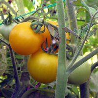 Gelbe Tomate Goldene Königin (Solanum lycopersicum)