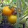 Gelbe Tomate Goldene Königin (Solanum lycopersicum) Samen