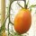 Tomate Orange Banana (Solanum lycopersicum) Bio Saatgut