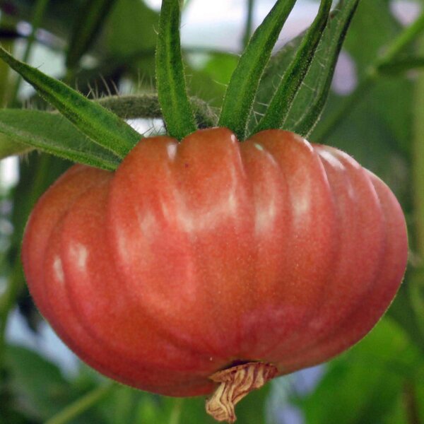 Fleischtomate Brandywine pink (Solanum lycopersicum) Samen