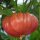 Fleischtomate Brandywine pink (Solanum lycopersicum) Samen