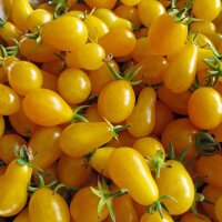 Cocktailtomate Yellow Pear (Solanum lycopersicum) Bio...