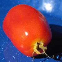 Romatomate (Solanum lycopersicum) Samen