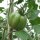 Italienische Ochsenherz-Tomate Cuore di bue (Solanum lycopersicum) Samen