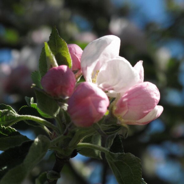 Kulturapfel Bittenfelder Sämling (Malus domestica) Samen