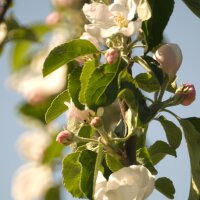 Kulturapfel Bittenfelder Sämling (Malus domestica) Samen